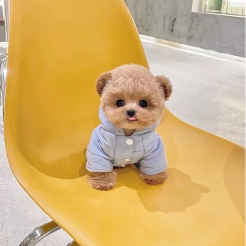 出售纯种泰迪宠物活体 茶杯泰迪幼犬 一件代发-阿里巴巴