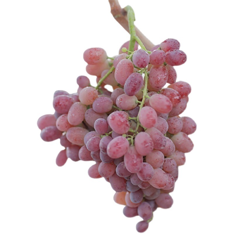 新疆玻璃脆无籽葡萄提子整箱5斤新鲜玻璃红提吐鲁番当季水果特产