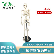 85cm人体骨骼模型 医用教学人体骨骼模型 骨架模型玩具
