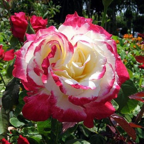 月季花苗欧月浓香大花月季玫瑰花本花苗蔷薇花苗花卉盆栽玫瑰花苗