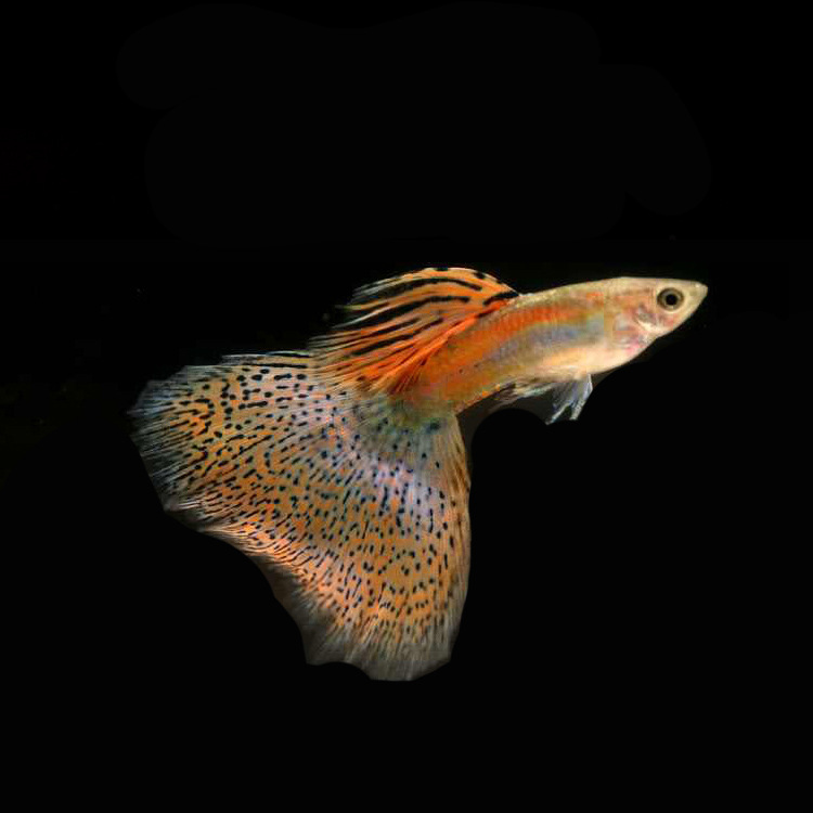 水族宠物孔雀鱼活体热带观赏淡水鱼红草尾草缸群游凤尾批发上层鱼