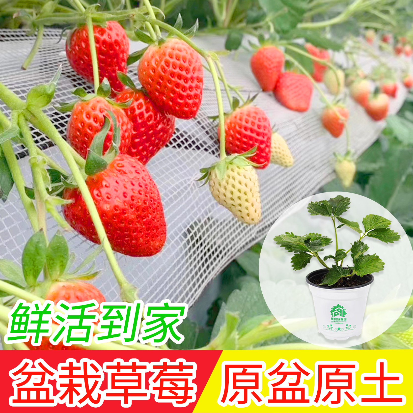 草莓苗四季盆栽食用室内南北方阳台种植带盆土奶油水果草莓秧结果