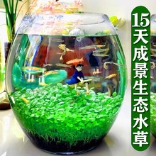 鱼缸水草种子桌面小生态玻璃瓶造景植物种籽水培阴性真草盆栽装饰