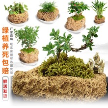 吸水石上水石摆件原石附石文竹菖蒲微景观苔藓新品多肉植物小花盆