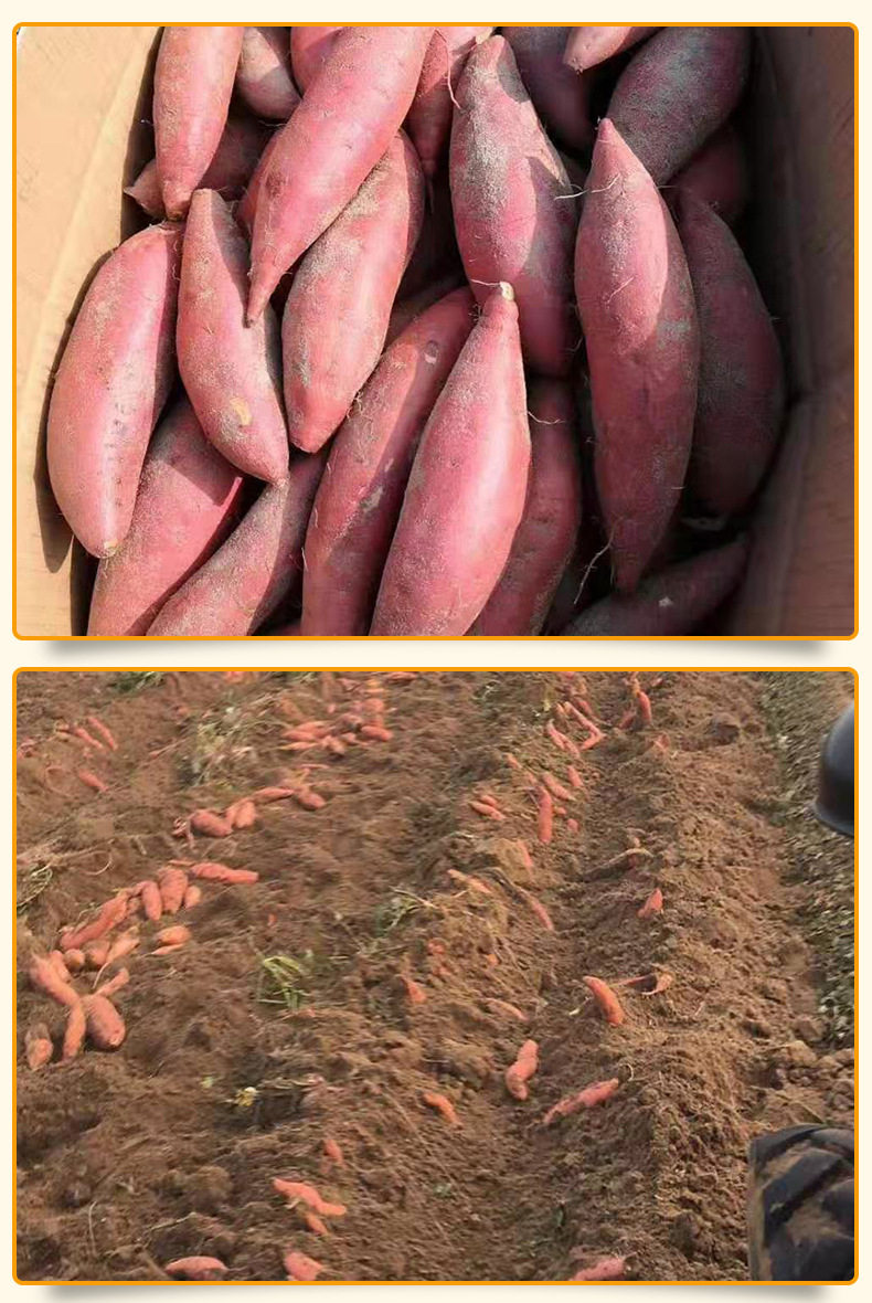 产地/厂家河北保定雄县蛋白质含量10(%)淀粉含量≥35(%)不完整块根