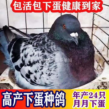 落地王大体肉鸽鸽子活 一对信鸽鸽子苗小鸽下蛋鸽原配活体批发