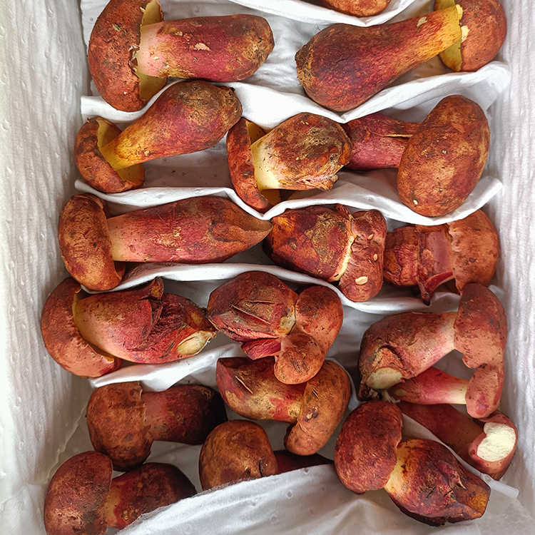 2022云南特产食用红葱菌 新鲜特色野生牛肝菌见手青一件代发1000g