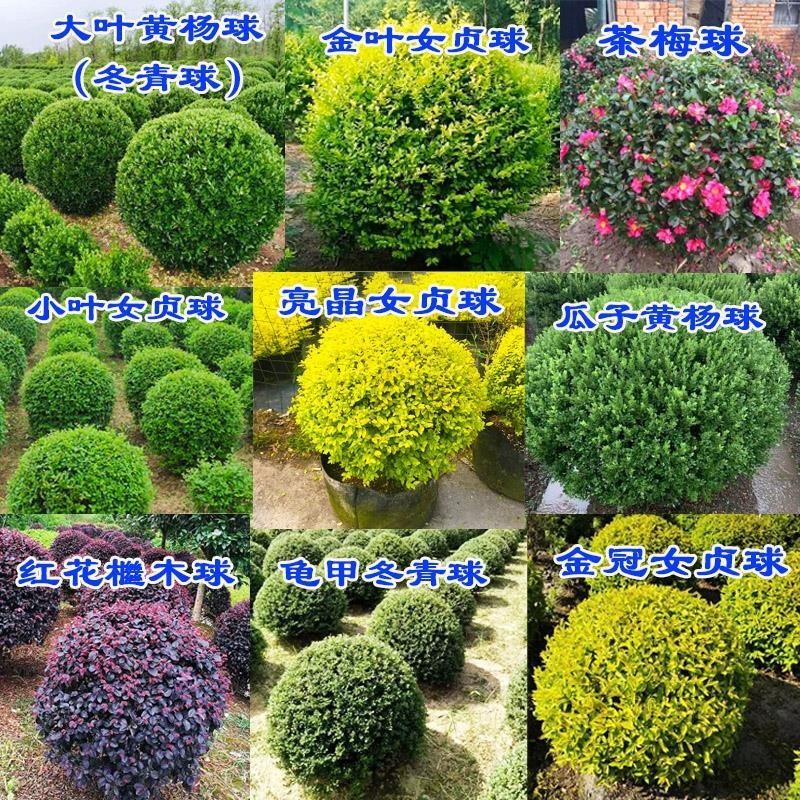 庭院花镜大叶黄杨龟甲冬青石楠茶梅女贞室外耐寒四季常青球形植物