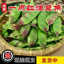 东北一点红油豆角九月青新鲜蔬菜现摘面豆角包邮一件代发