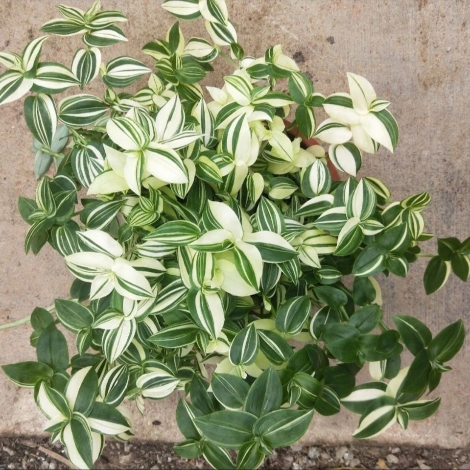 青白玉吊兰抹茶吊兰油画吊兰紫露兰盆栽绿植花卉油画吊兰胭脂云