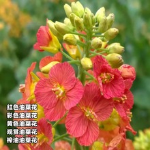 彩色油菜花种子七彩油菜籽耐寒室外庭院景观花海花草种籽高产户外