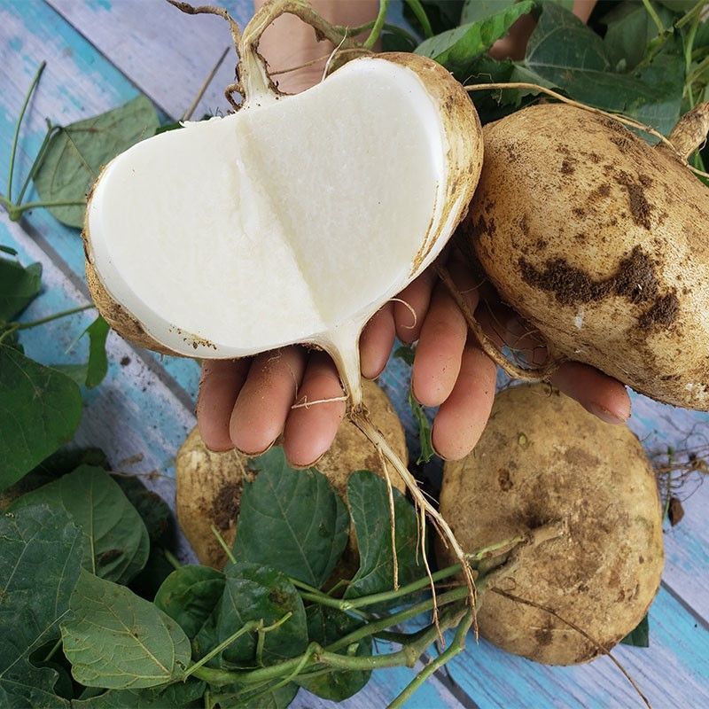 广西凉薯新鲜现挖蔬菜白地瓜沙根番薯1斤大果农家自种凉薯