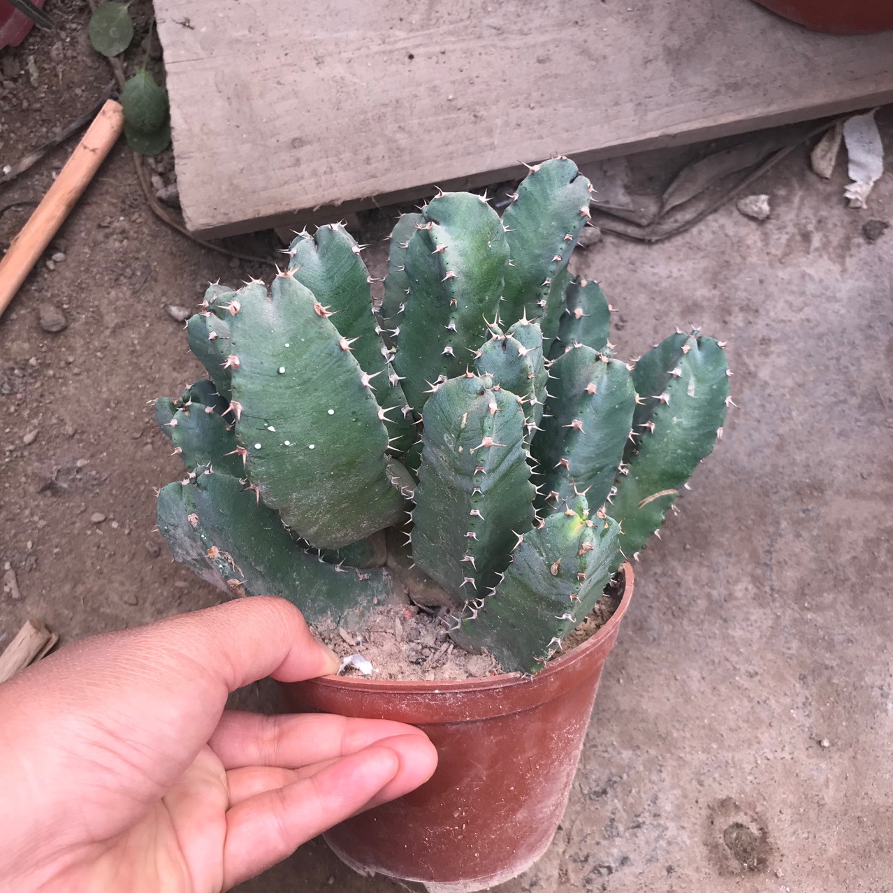 大戟科白角麒麟四角麒麟仙人球仙人掌仙人柱多肉植物