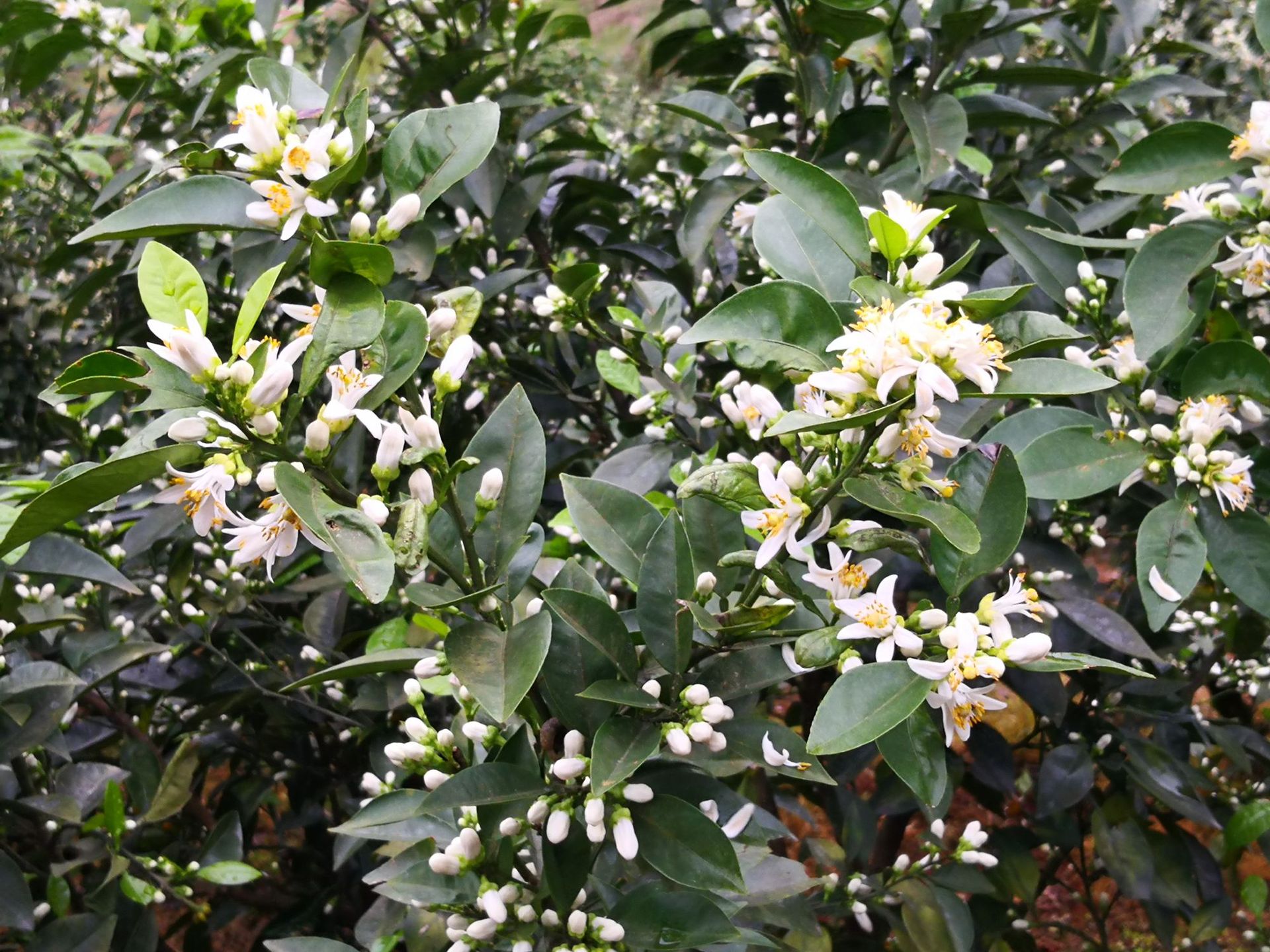 山泉水蒸馏 25kg浓香型苦橙花纯露