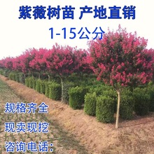 大量供应占地紫薇花树苗各种规格紫薇树苗1-15公分规格齐全浓香型