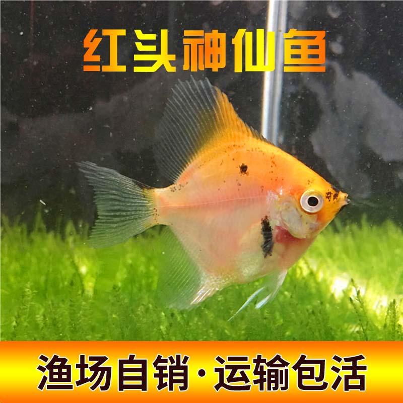 神仙鱼七彩神仙鱼热带鱼秘鲁红头神仙中型草缸热带鱼观赏水族活体