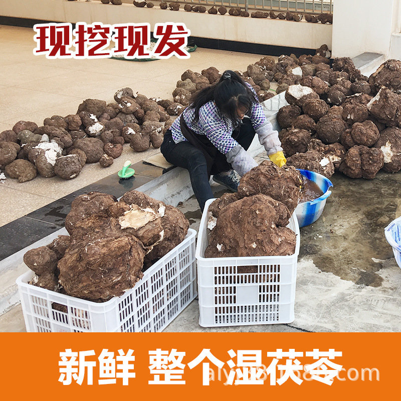 云南哀牢山白茯苓现挖现发云茯苓健脾去湿陈皮莲子茯神红枣