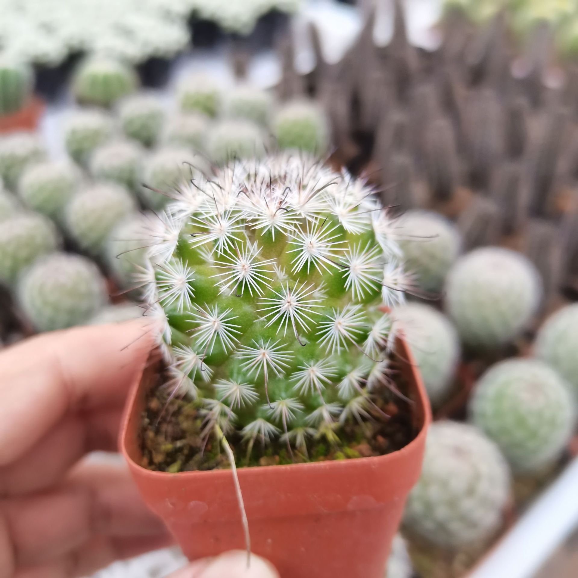 【产地直发】88装白天丸仙人球批发 仙人掌批发 多肉植物批发