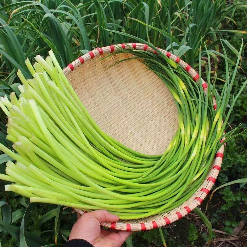 新鲜蔬菜蒜苔-新款价格,厂家,货源-阿里巴巴