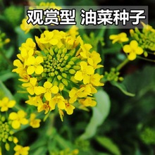 油菜花种子 高产油菜籽 四季播观赏蜜源植物鸟食榨油原料包邮