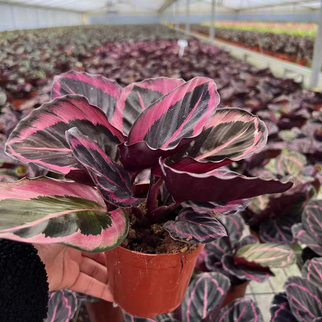 基地直供 绿植盆栽花卉 居家植物花卉 净化空气 110红彩虹竹芋