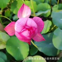 荷花苗莲藕种根苗基地批发池塘大型观赏盆栽水养碗莲莲藕水生植