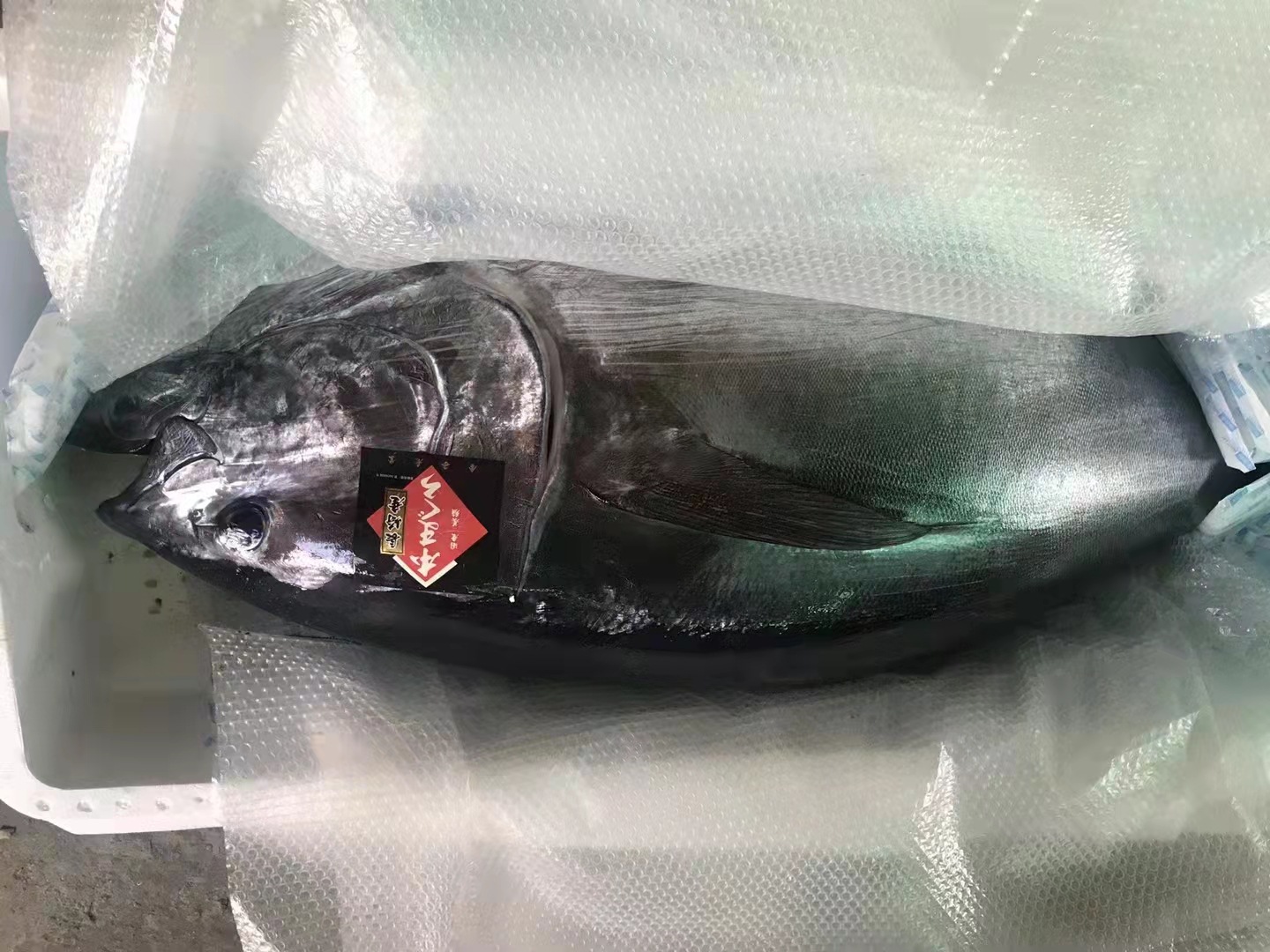 日本蓝鳍金枪鱼太平洋高品质冰鲜整条刺身金枪鱼 约20-50公斤/条