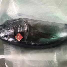 冷冻蓝鳍金枪鱼批发