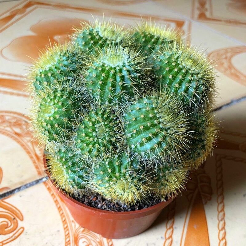 仙人球批发多头金丝猴盆栽15~20头大盆多头开花植物多肉植物带盆