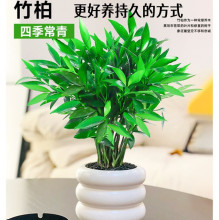 北京 琴叶榕盆栽 北欧ins室内中型落地大叶植物 家居喜阳客厅绿植