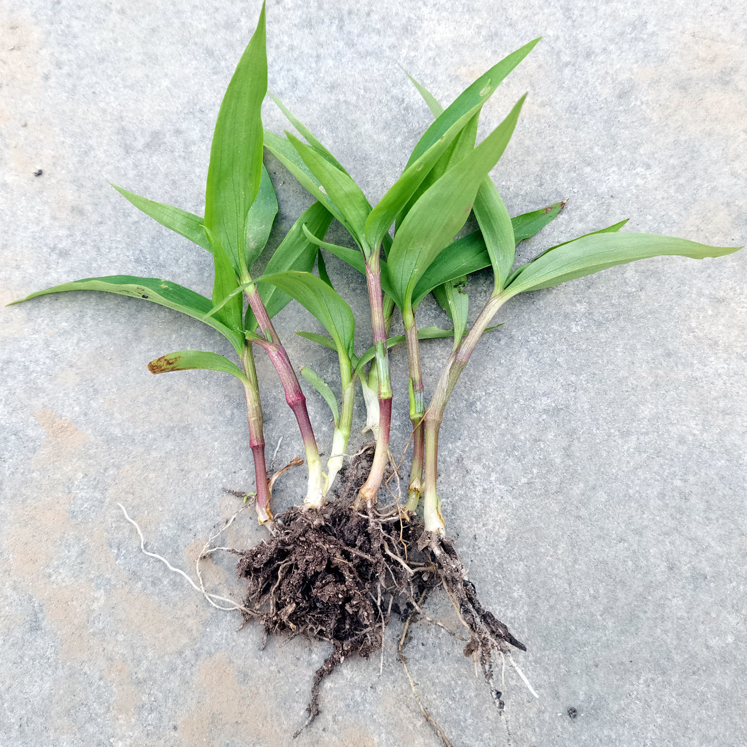 鸭跖草竹鸡草化核草癌草鲜活现采