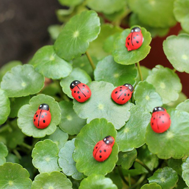 七星瓢虫甲壳虫小瓢虫微景观苔藓多肉造景儿童桌面小摆件diy装饰