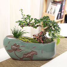 陶瓷花盆创意组合文竹盆栽客厅桌面中国风紫砂透气绿植拼盘哥窑盆