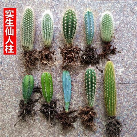 仙人掌仙人柱盆栽植物蓝柱蓝衣柱龙神木幸福柱幻乐柱武伦柱吹雪柱