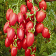 【红圣女果种子】种植黄色朱顶红种球酢浆草百合郁金香马蹄莲种球