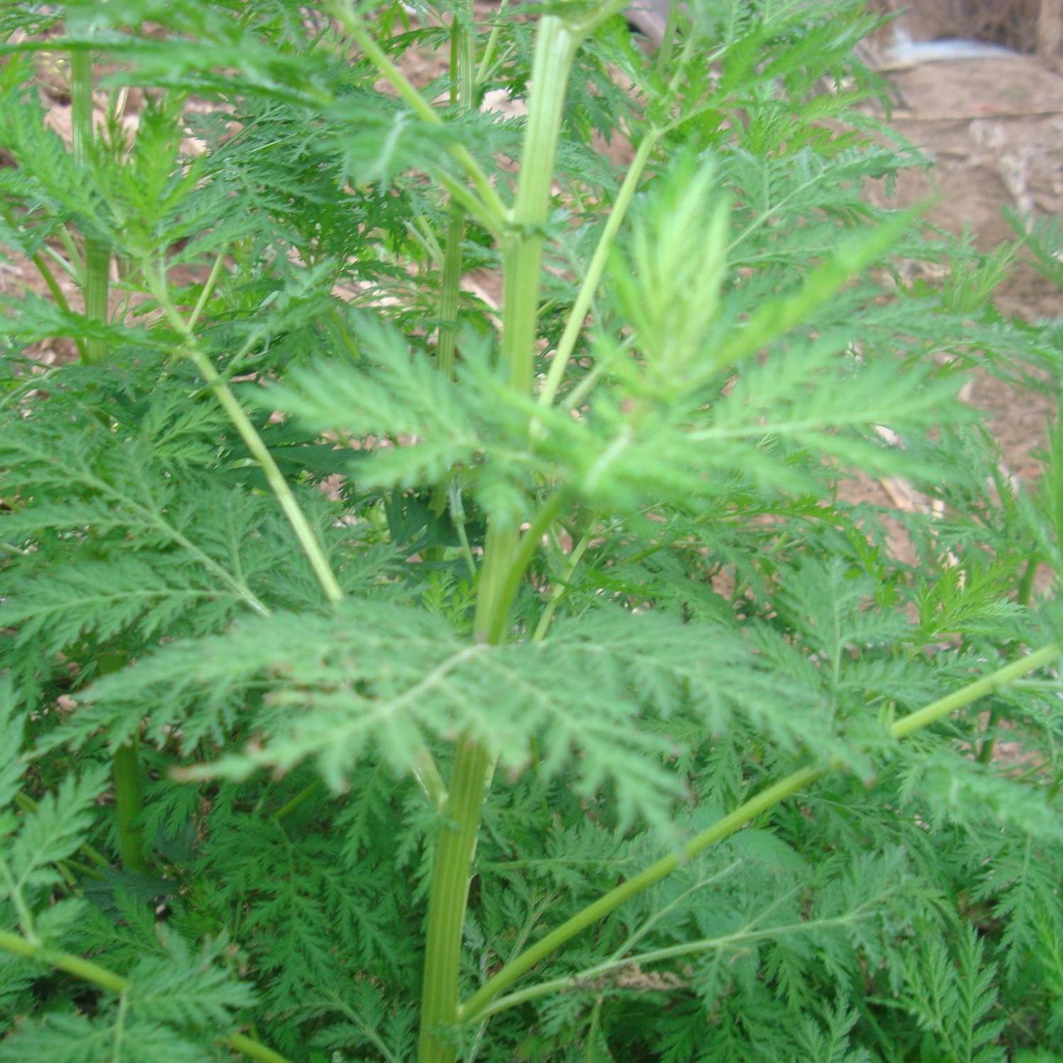 青蒿草干品苦蒿野生中药材2021年新货自晒天然桐臭蒿子泡澡黄花蒿