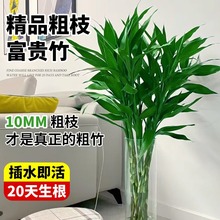 富贵竹水培植物竹子盆栽带根水养室内客厅绿植四季好养花卉粗杆冬