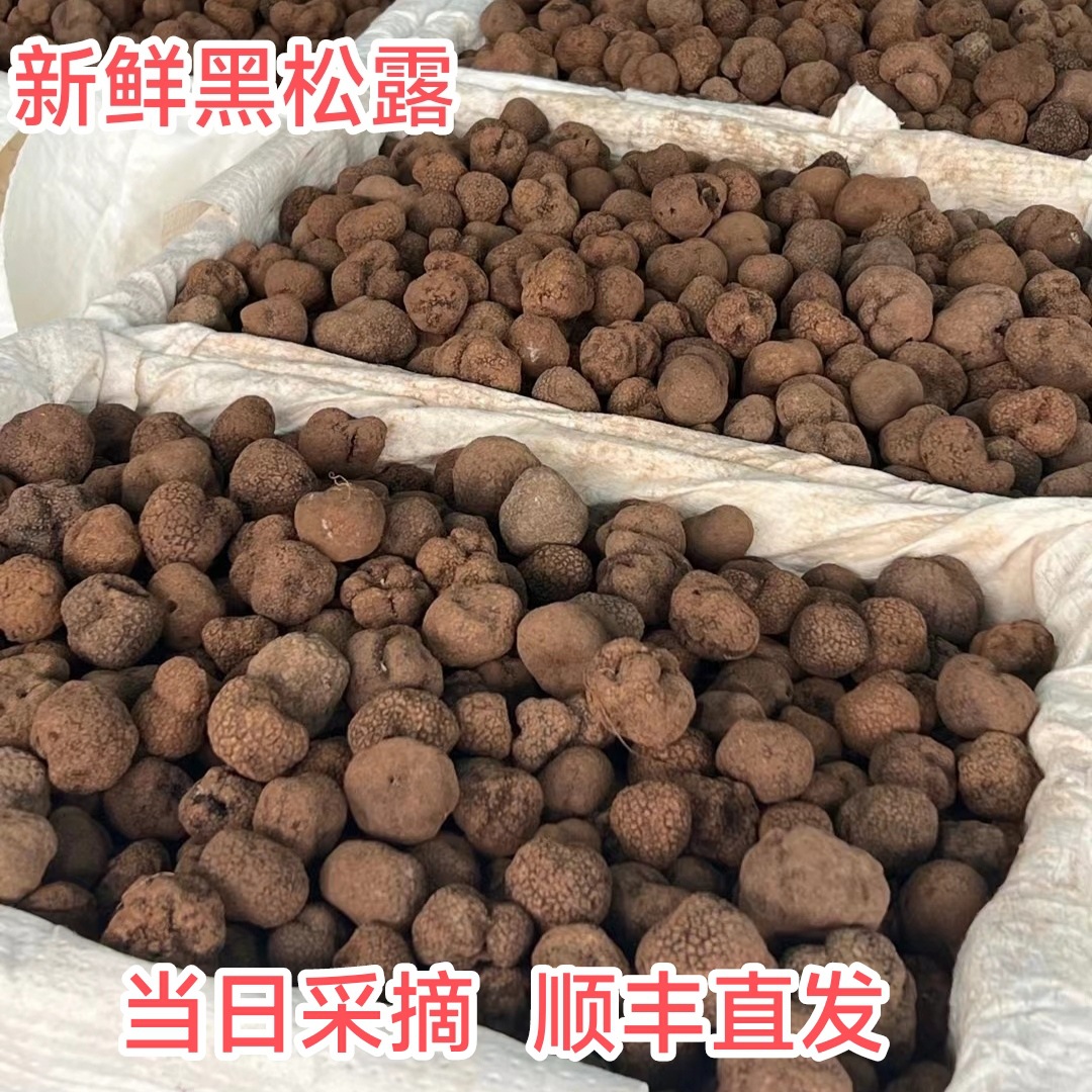 云南当季新鲜黑松露批发猪拱菌块菌松露鲜货产地直发顺丰包邮