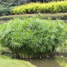 水竹旱伞草风车草水生水养植物水培竹子鱼缸池塘造型植物龟水竹