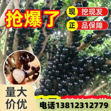 正宗嘉宝果树苗树葡萄盆栽四季沙巴艾斯卡南北方种植当年结果