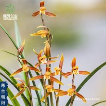 名贵兰花寒兰朝阳带花苞发货特浓香室内客厅花卉绿植盆栽