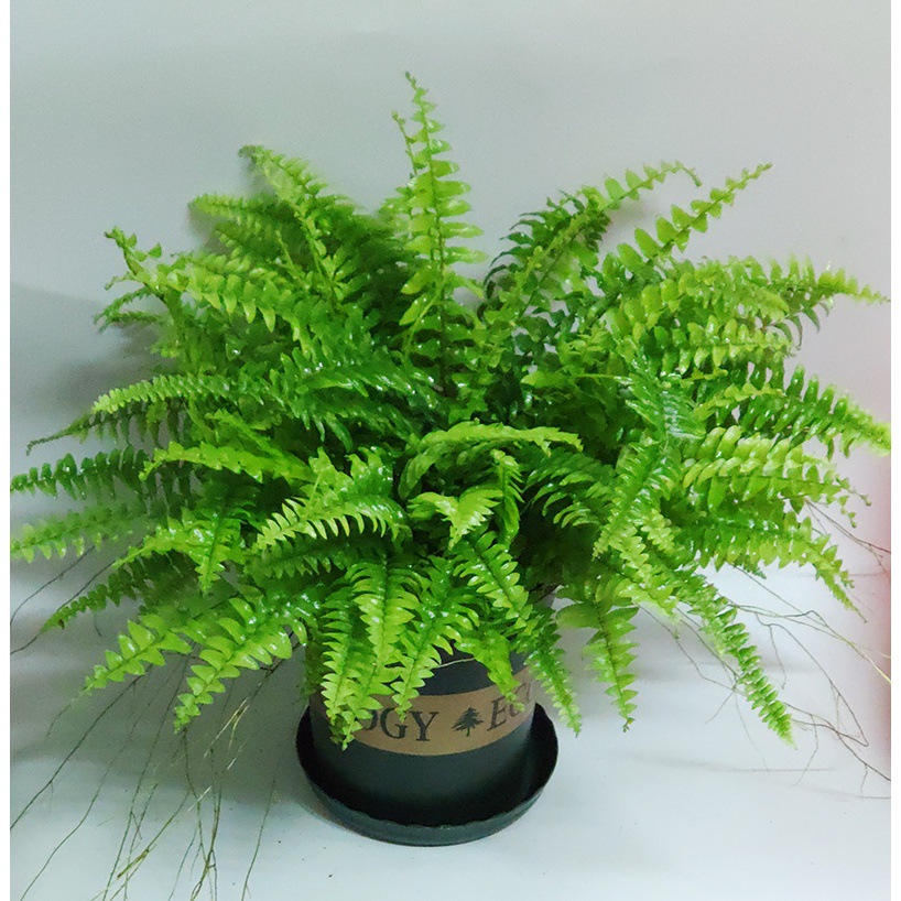 波斯顿蕨类植物造景盆栽吊兰垂吊室内摆件绿植波士顿蕨霸王蕨肾蕨