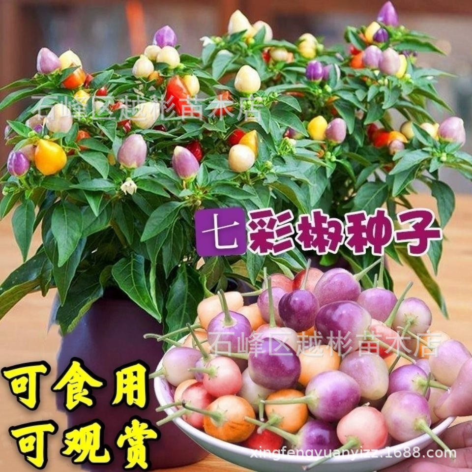 七彩椒种籽小辣椒广西特产泡椒珍珠五彩椒迷你盆栽蔬菜种子四季播
