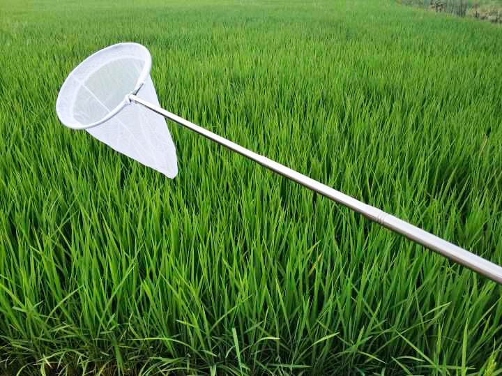 白色加长网兜伸缩不锈钢抄网 捕虫网蝴蝶蜻蜓知了捞渔网蝌蚪