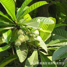 杜英树种子林木种子 林木种子 花卉种子 杜英种子 苗木观赏树种子