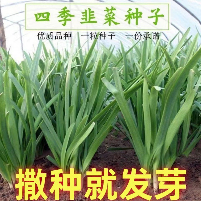四季韭菜种子白根韭菜籽阳台蔬菜种子盆栽庭院农家抗寒常绿长