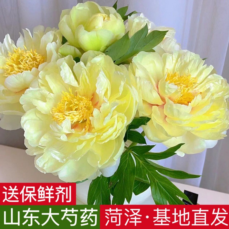 【现货】巴茨拉5支春屿进口重瓣大芍药鲜切花山东菏泽基地直发