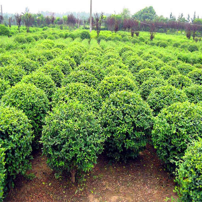 冬青球瓜子黄杨球四季常青庭院室外园林绿化树苗球形绿植圆球球形