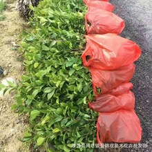 湖北孝昌彩色花卉苗木农户直销茶花树苗山茶花小苗批发价格包sd