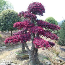 批发红檵木盆景 湖南嫁接红花继木树桩 造型花木批发 量大优惠